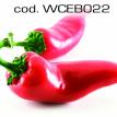 wceb022.jpg