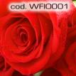 wfio001.jpg
