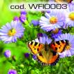 wfio003.jpg