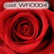 wfio004.jpg