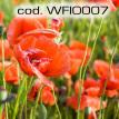 wfio007.jpg