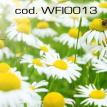 wfio013.jpg