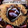 wfru010.jpg