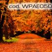 wpae050.jpg